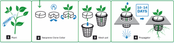 clones.png59e7a6aec06f6.png